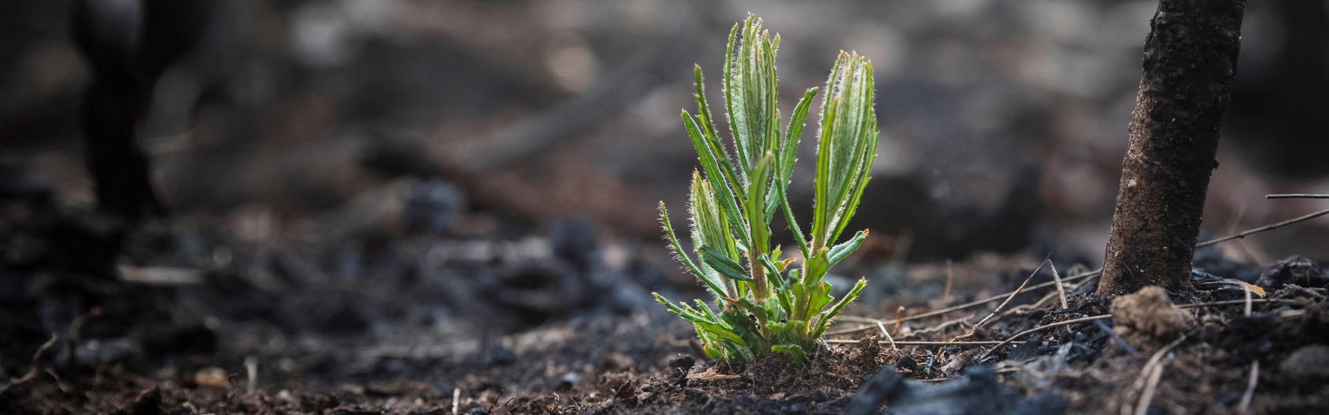 Mindful Self-compassion to thrive and flourish!